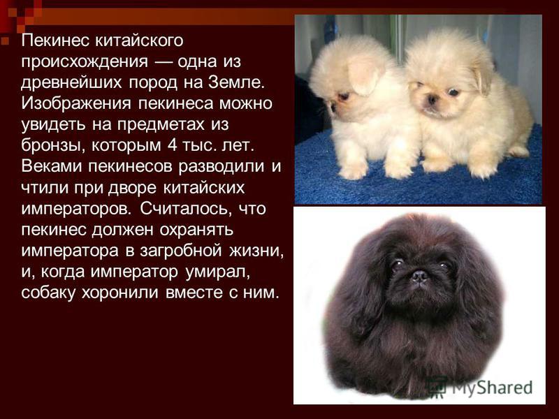 Собаки пикинески: фото, характеристики и цена пекинесов