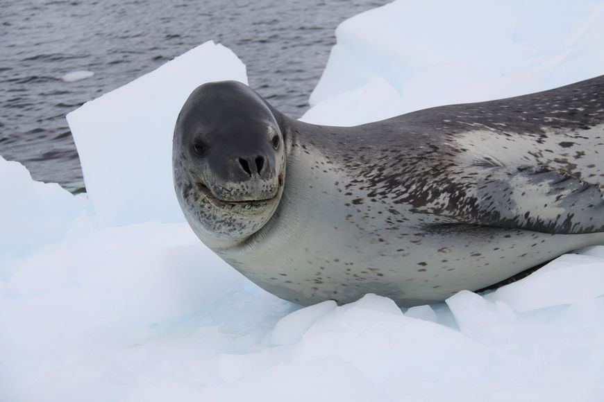 Какие животные обитают в антарктиде - виды, названия, описание и фото