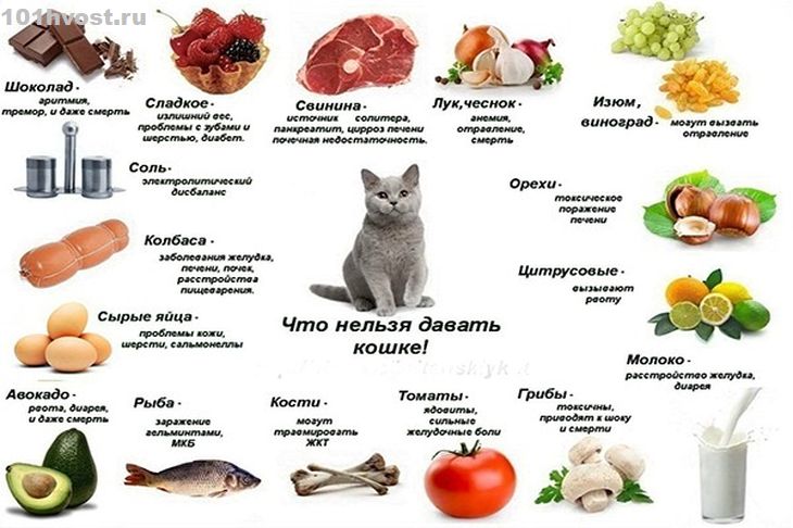 Можно ли давать кошке мясо: какое мясо можно давать кошке, рацион, режим и нормы кормления