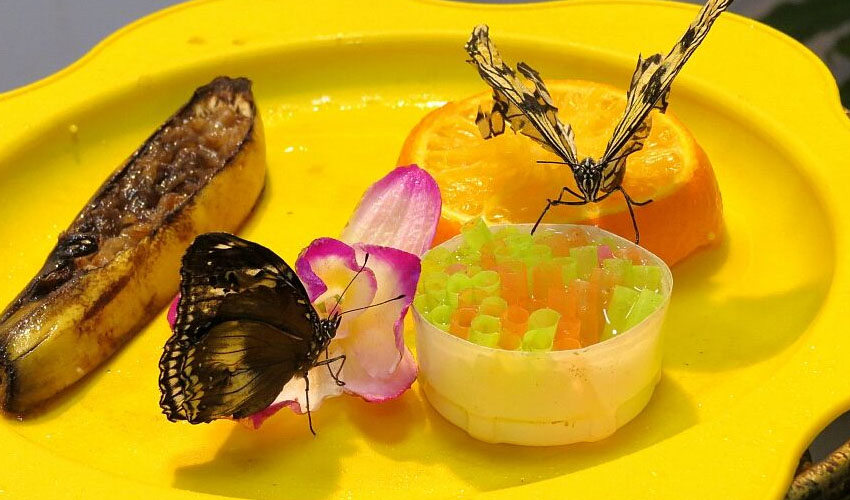 Чем питаются бабочки: что едят бабочки в домашних условиях с фото