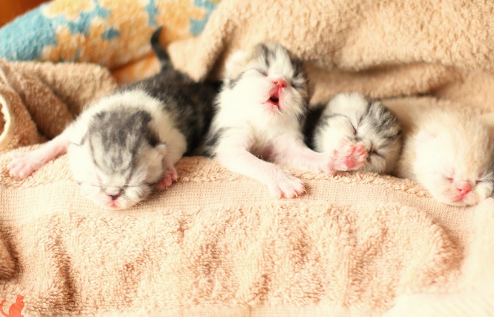 ᐉ когда у новорожденных котят открываются глаза? - ➡ motildazoo.ru