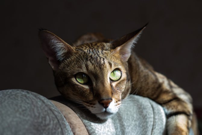 Чаузи: описание породы, характер и повадки кошки хауси, фото, выбор котенка, отзывы владельцев кота