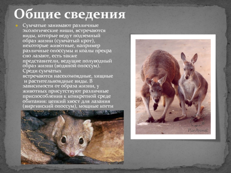Сумчатые | описания и фото животных | некоммерческий учебно-познавательный интернет-портал зоогалактика