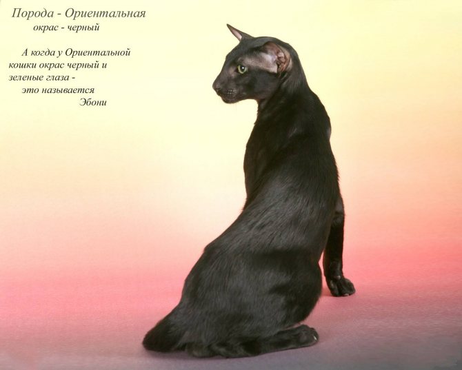 Ориентальная кошка(ориентал) фото, цена котят, описание породы, отзывы