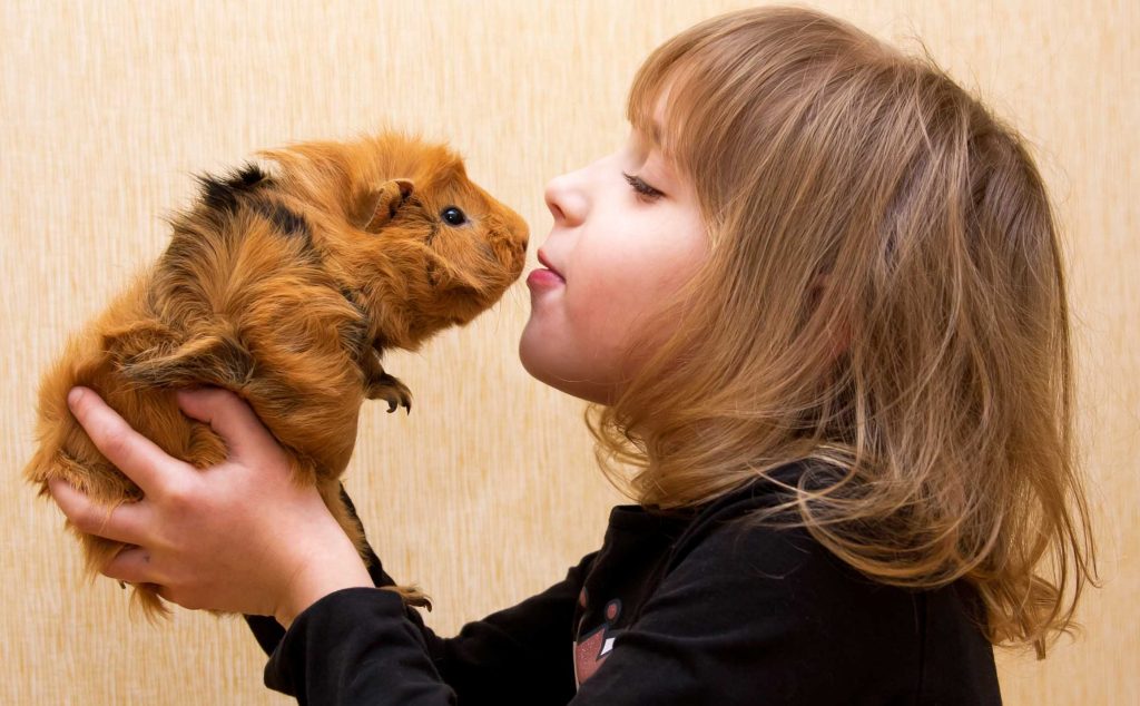 Маленькие домашние животные: список самых маленьких умных питомцев, тех, которые не пахнут и которые долго живут