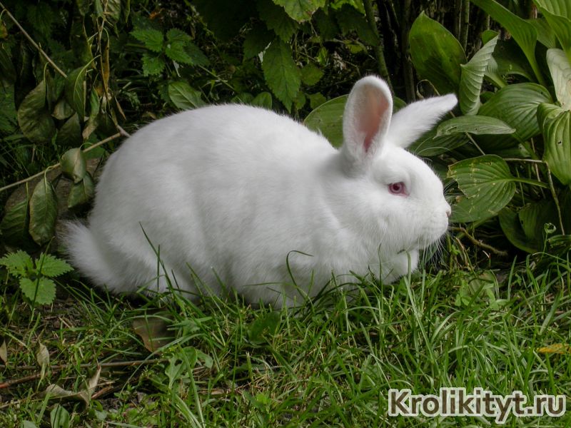 Новозеландский кролик: красный (нзк), белый (нзб), черный (нзч)