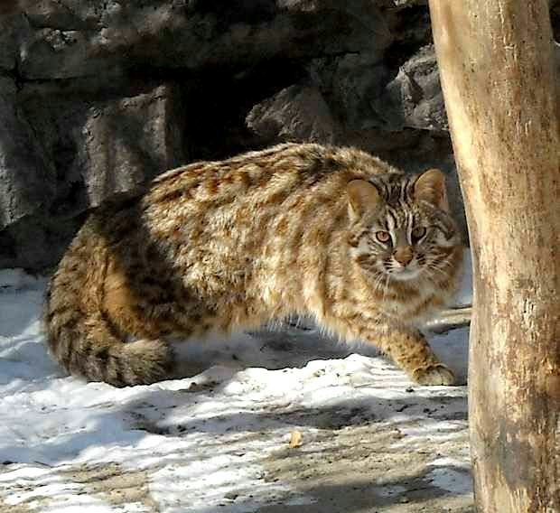 Дальневосточный лесной кот: фото и описание, среда обитания