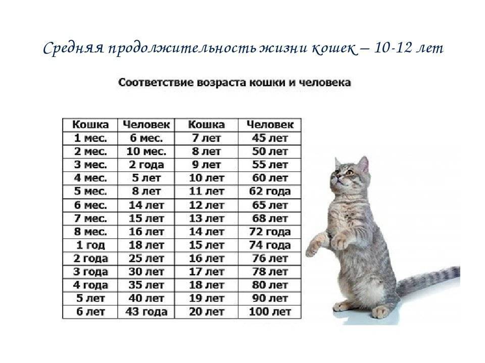 Как определить возраст котенка: по зубам, по весу, по поведению и походке, как узнать пол котенка в любом возрасте