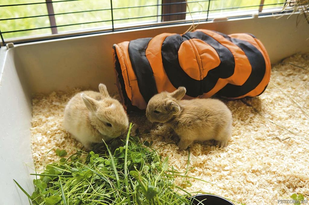 Чем можно кормить декоративного кролика в домашних условиях?