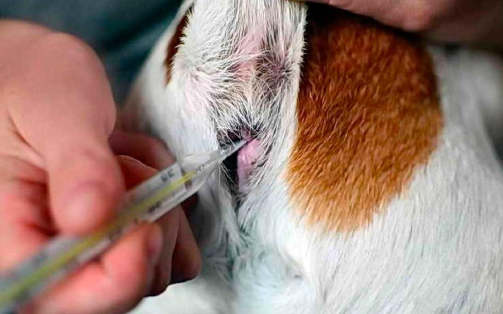 Неотложные состояния собак. первая помощь по пути к ветеринару - новости ветеринарной клиники «центр»