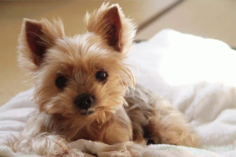 Средние породы собак для квартиры: топ 10 самых популярных