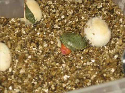 Домашняя красноухая черепаха отложила яйца