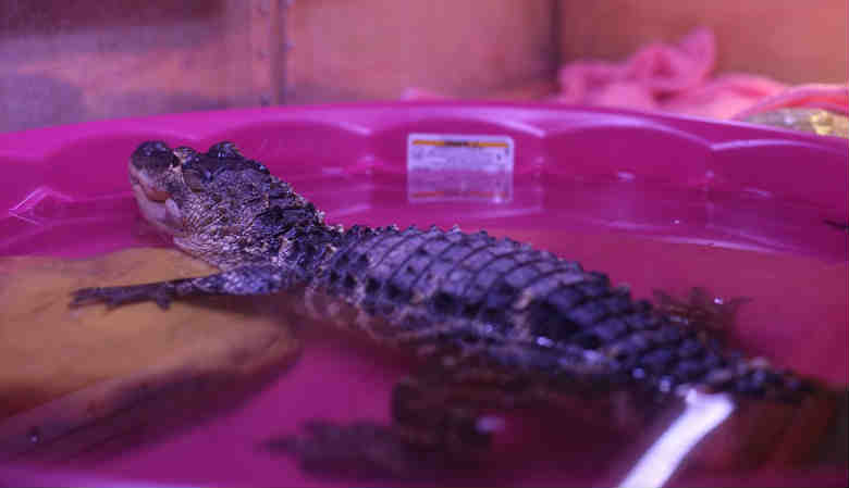 ᐉ крокодил в домашних условиях - zoomanji.ru