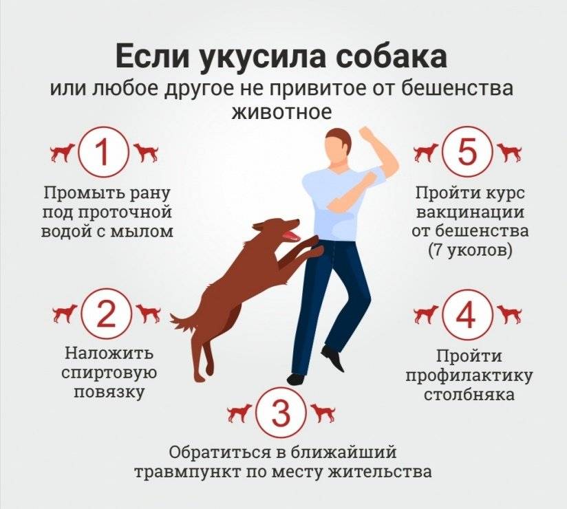 Защита от нападения собак: как себя вести и что использовать