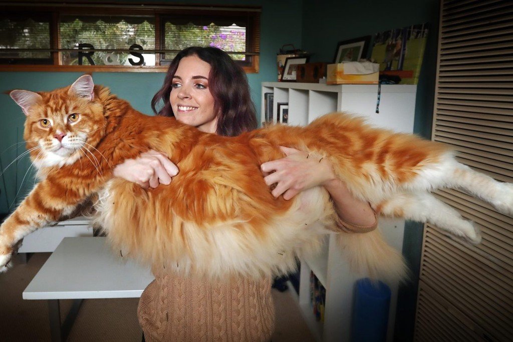 Самый большой кот в мире: характеристики, фото животных