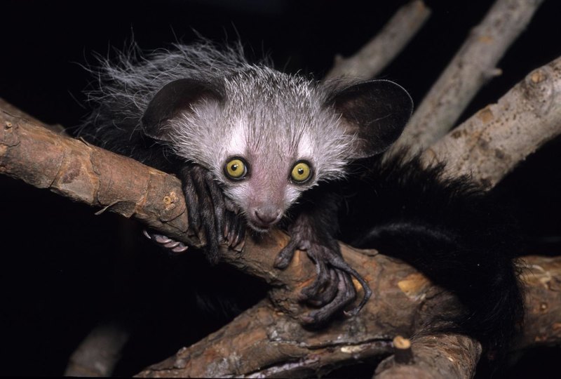 Мадагаскарская руконожка