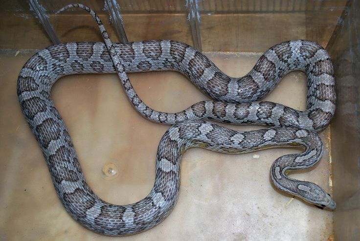 Как быстро избавиться от змей: несколько простых советов по защите от змей