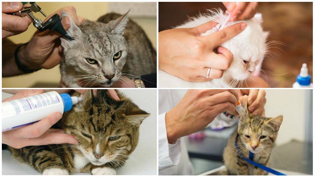 Отит у кошек: симптомы и лечение