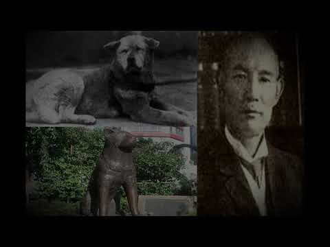 Как называется порода собаки из фильма "хатико", где собака ждала своего хозяина 8 лет, реальная история хати в японии