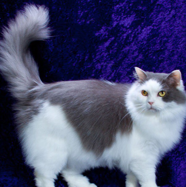Рагамаффин порода кошек: описание, характер, фото, цена рагамаффин котенка