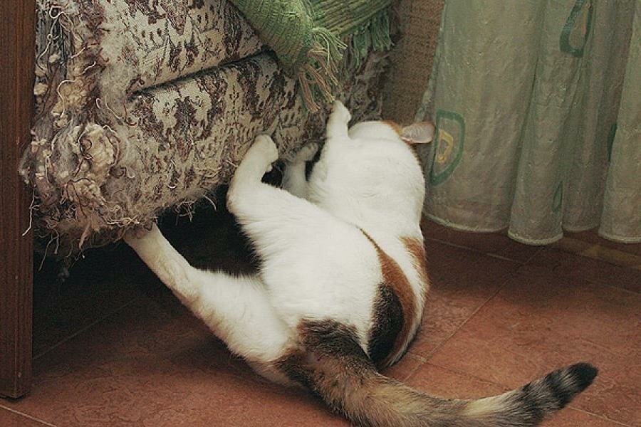 Как отучить кошку царапать мебель средство