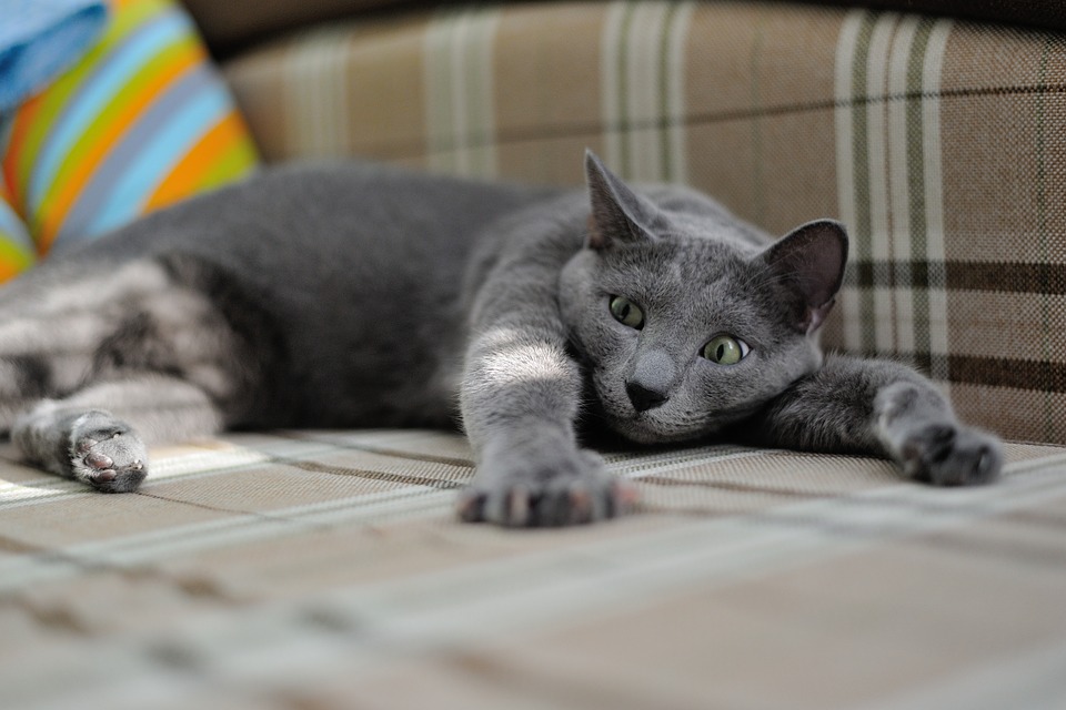 Кошки и коты — самые популярные животные?