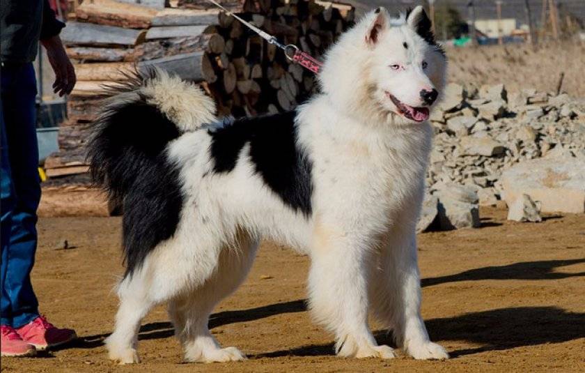 Описание породы собак якутская лайка с отзывами владельцев