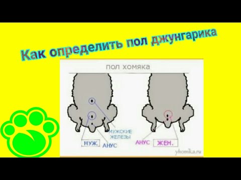 Джунгарик мальчик или девочка. Как различить пол у джунгарских хомяков. Как определить пол хомяка ангорского. Как определить пол джунгарского хомяка. Как определить пол хомяка джунгарика.