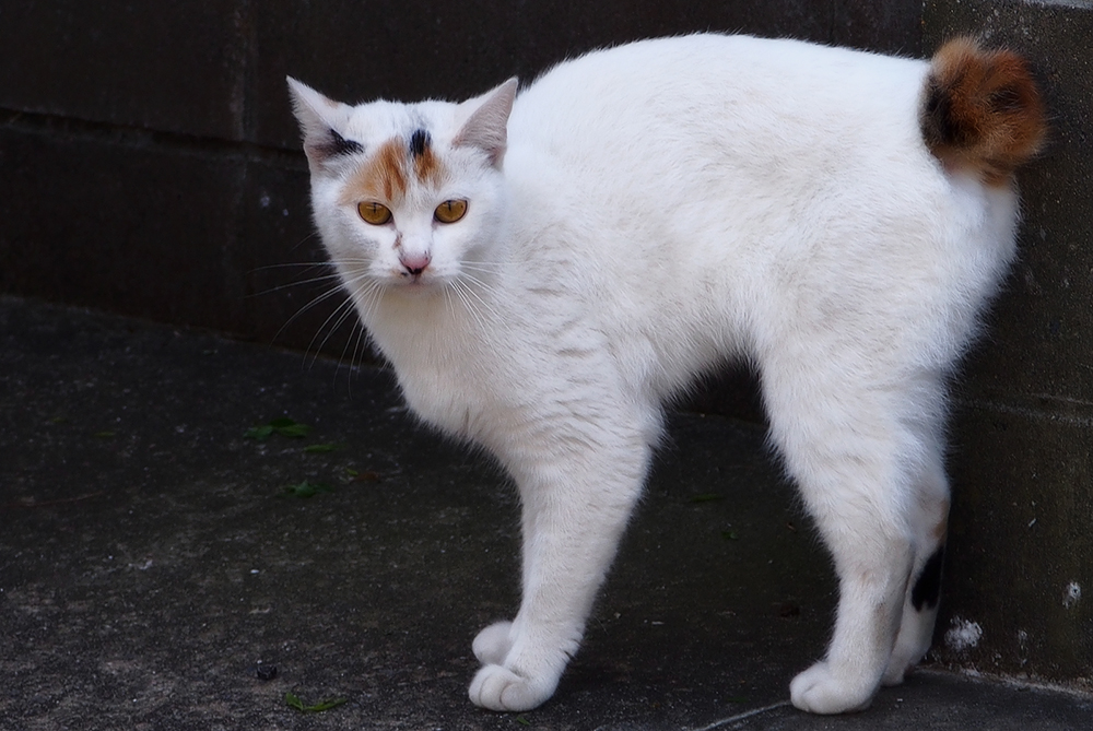 Порода японский бобтейл: особенности внешности и характера, фото кошки и отзывы владельцев кота, уход за питомцем дома