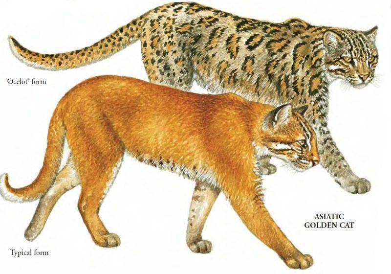Темминка — золотистая азиатская кошка