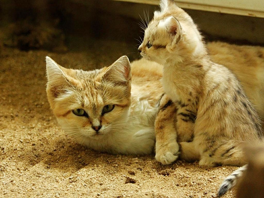 Камышовая кошка (хаус): породы котов хауси с фото и видео
