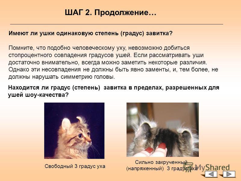 Бамбино (кошка): описание породы