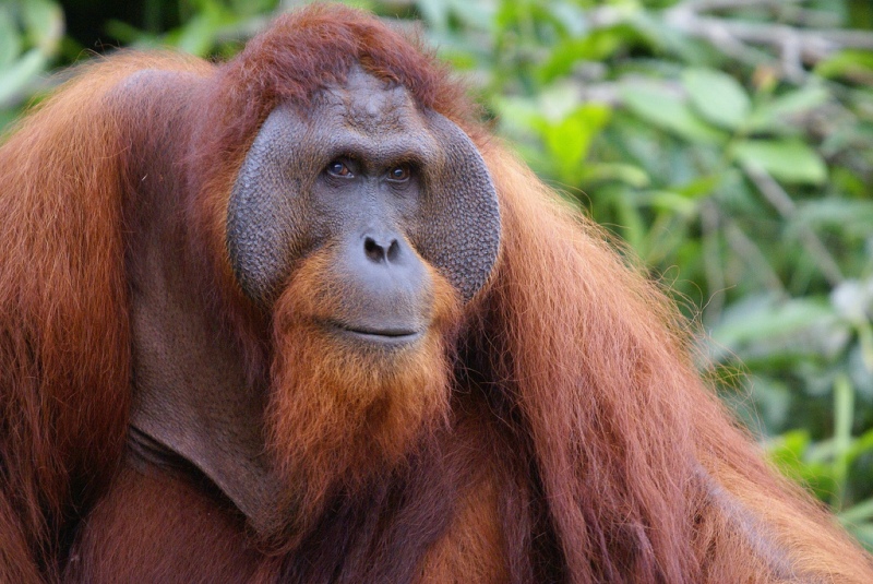 Орангутан — среда обитания, внешний вид, способности, детеныши + 94 фото