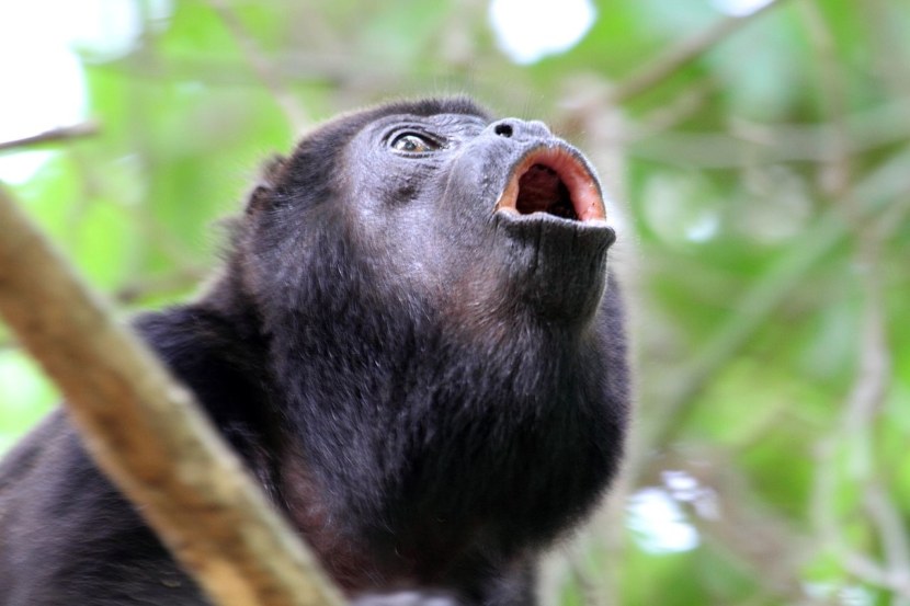 Самая громкая обезьяна. ревун. обезьяна ревун. образ жизни и среда обитания обезьяны ревун распространение рыжего ревуна