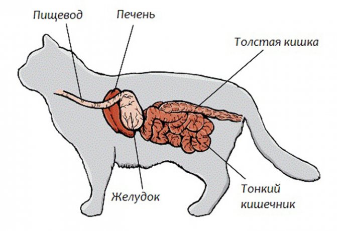 Болезни желудка и кишечника у кошек - что нужно знать владельцу