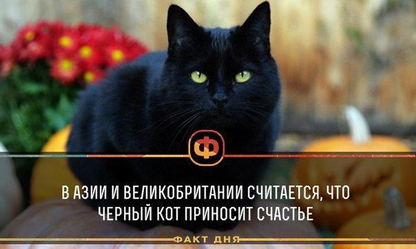 В каких странах черные кошки и коты приносят удачу