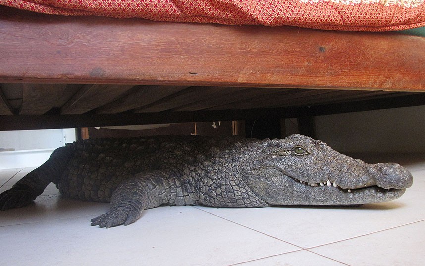 Что нужно, чтобы поселить в своем жилье домашнего крокодила