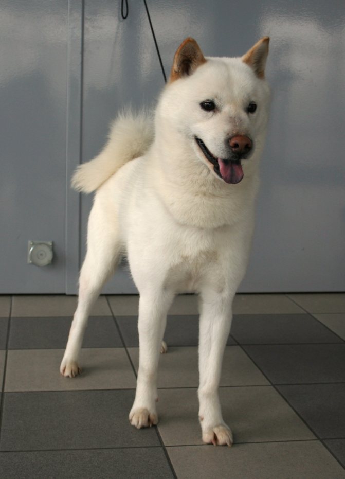 Собака айну (хоккайдо): содержание и уход