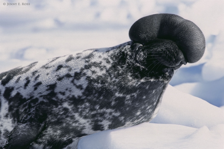 Хохлач: описание, фото, места обитания тюленя
