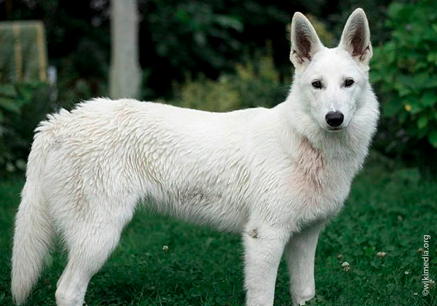 Породы собак с окрасом шерсти белого цвета: названия и описание с фото