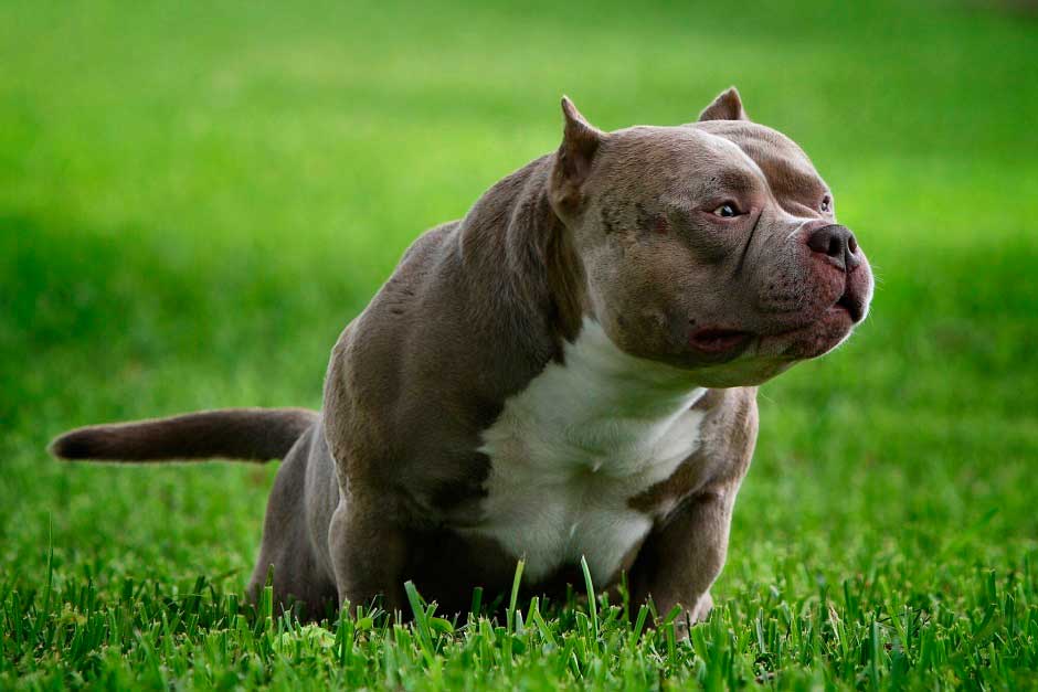Булли (американский булли): описание породы собак с фото и видео
