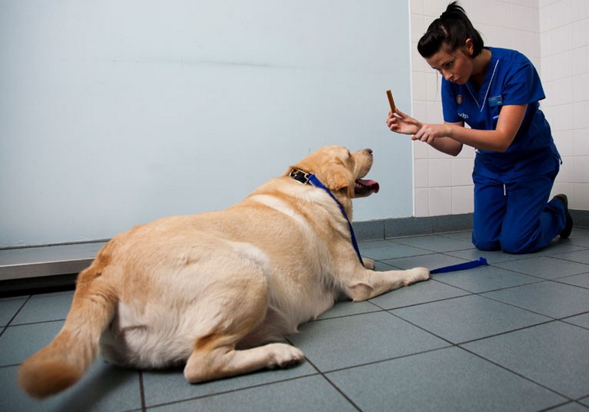 Ожирение у собак: признаки, причины, лечение