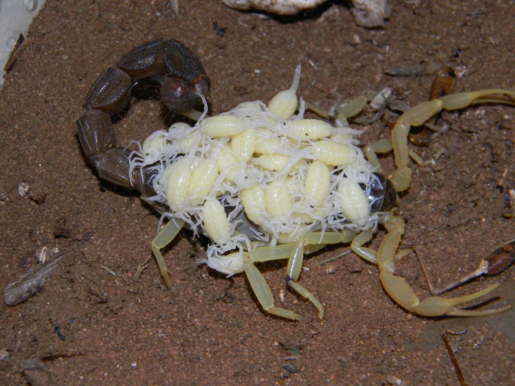 Скорпионы. фото, описание, виды