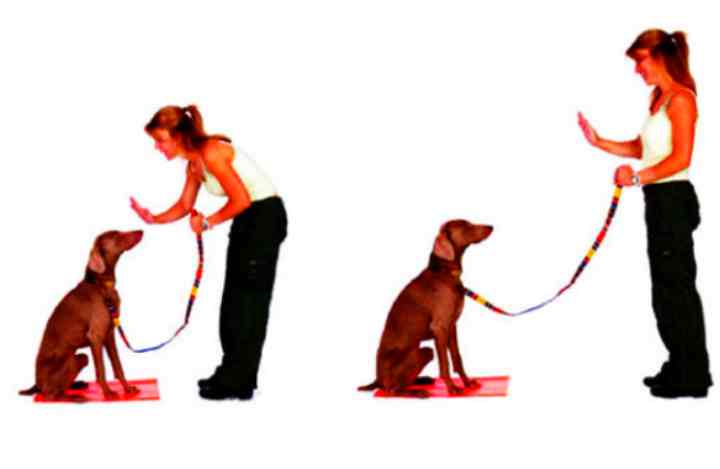 Как научить собаку приносить палку, игрушку, учим собаку бегать за палкой по команде принеси - dogtricks.ru