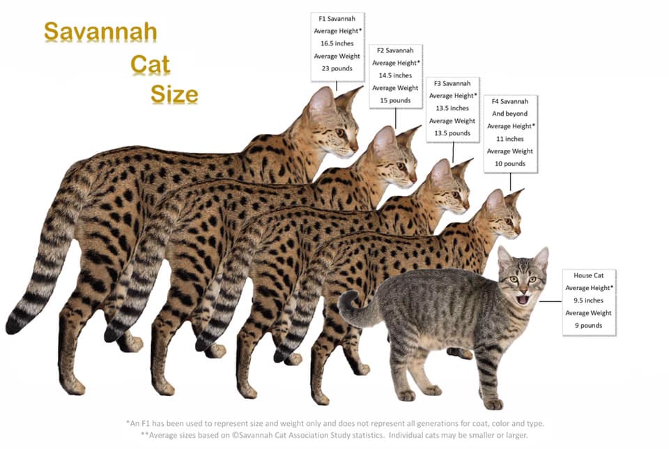 Самые большие породы кошек - топ-10 крупных пород