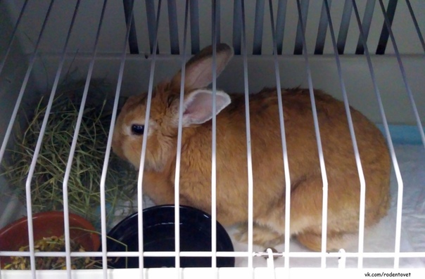 Кастрация кролика: показания к операции, плюсы и минусы, способы проведения