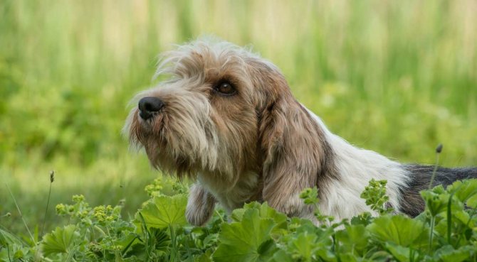 Вандейский бассет-гриффон собака. описание, особенности, характер, уход и цена породы