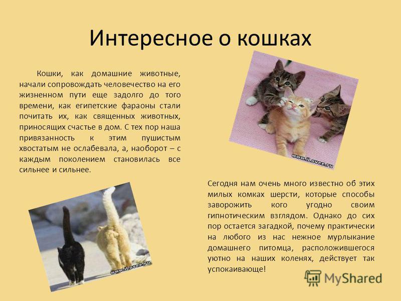 Проект мир кошек