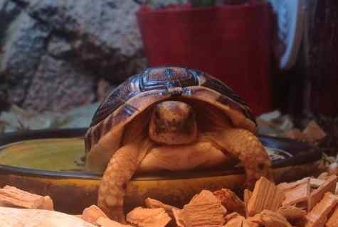Сухопутная черепаха: ареал обитания, виды, внешний вид, размеры, что едят, сколько живут, размножение