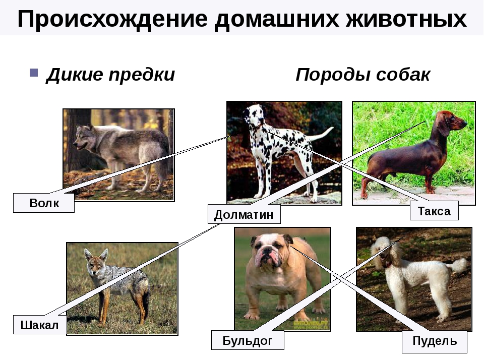 Откуда появилась порода. Предки собак. Дикие предки домашней собаки. Происхождение пород собак. Дикий предок собаки и породы.